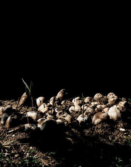 Skull, Found still life [6/12]
