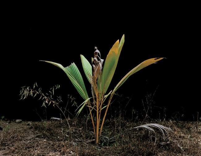 Dry, Found still life [5/12]