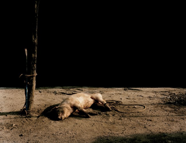 Death at Sunset, Still life [7/15]